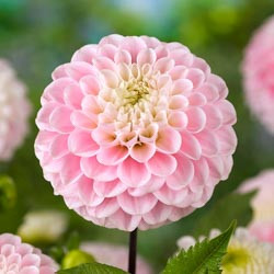 Dahlias, Dahlia Types, dahlia Varieties, Cactus Dahlias, Semi Cactus Dahlias, Decorative Dahlias, Pompon Dahlias, Ball Dahlias, Anemone Dahlias, Collarette Dahlias, Mignon Dahlias, Single Dahlias, Peony Dahlias, Orchid Dahlias, Waterlily Dahlias